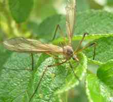 Комар-долгоножка – безопасное насекомое, питающееся нектаром