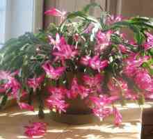 Flower Schlumberger de interior: fotografie, îngrijire și reproducere