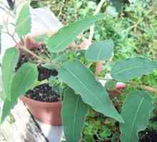 Eucalyptus lamaie de cameră: descriere, particularități de creștere la domiciliu