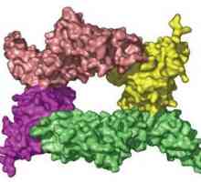 Proteină complexă - baza nutriției sportive