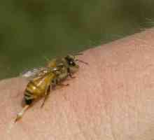 Consultarea unui specialist: ce trebuie făcut dacă o albină a mușcat