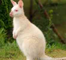 Contact Zoo `White Kangaroo`: descriere, caracteristici, si recenzii