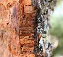 Coaja de copaci: structura, bolile, tratamentul
