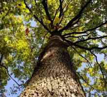 Stejar de stejar: proprietăți medicinale, utilizare, contraindicații