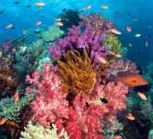 Coralii sunt ... Coral natural: fotografie, preț