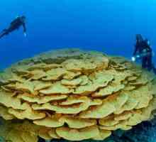 Este coralul un animal sau o planta? Unde sunt găsite corali în natură?