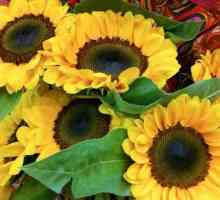 Floarea soarelui: tratament. Medicina populara: radacina de floarea-soarelui