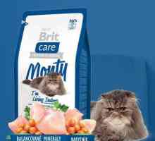 Feed Brit pentru pisici: recenzie, recenzii ale medicilor veterinari