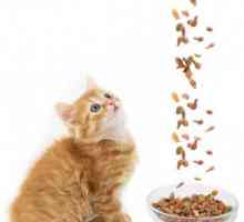 Furaj pentru pisoii premium: uscat sau umed? Care este cea mai bună mâncare pentru un pisic?