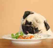 Alimentația alimentară pentru câini: caracteristicile alese. Efecte asupra corpului animalului în…