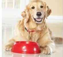 Hrana pentru câini "Pronatyur" - calitate, testată în timp