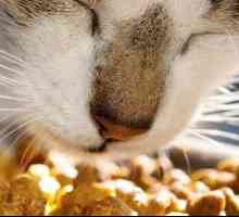 Feed `Happy Cat `(pentru pisici): descriere, specie, recenzii ale proprietarilor de animale