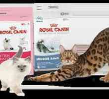 Alimente pentru pisici, pisici și pisoi: recenzie, specie, producători și recenzii