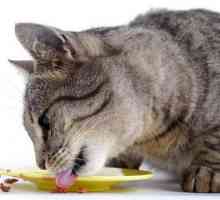 Hrănitoare pentru pisici: rating. Lista de feed-uri, compoziție, mărturii