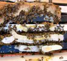 Albinele de hrănire cu sirop de zahăr pentru iarnă: reguli și proporții