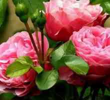Roze din trandafiri: plantare și îngrijire