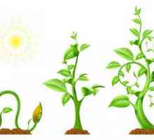 Rădăcini-remorci: exemple de plante