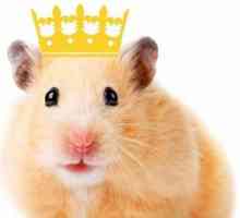 Hamsterul roșu - ce fel de rasă este asta?