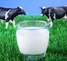 Lapte de vacă: grăsime, beneficii și rău