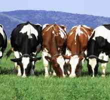 Vaci de rasă de lapte: trăsături de reproducere. Vaci de producție de lapte: rase