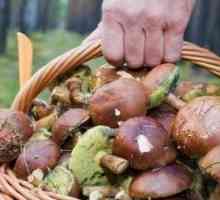 Cosul pentru ciuperci - un ciuperci vechi și credincios însoțitor