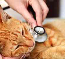 Boala Cat: Simptome și tratament