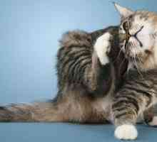 Pisica scarpina urechea: cauze si tratament. Cade din urechi pentru pisici