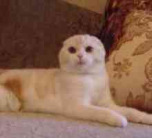 Кошка шотландская скоттиш-страйт: описание породы, характер, фото