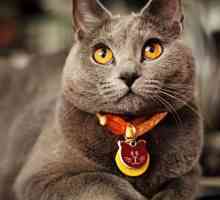 Pisici din rasa Chartreuse: descriere, standarde, natura, caracteristicile conținutului