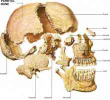 Oasele craniului: anatomia umană