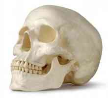 Oasele craniului facial: anatomie. Oasele părții faciale a craniului