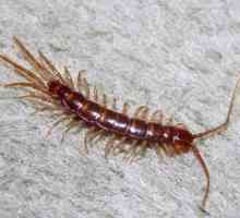 Un arborescente comun este o centipedă