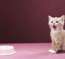 Kitten: ce să hrănești și cum să ai grijă