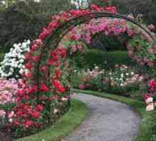 Кованые арки для цветов, их роль в декоре окружающего пространства