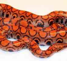 Un șarpe frumos. Numele și descrierea șerpilor