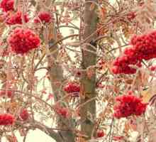 Red ashberry. Proprietăți utile ale fructelor