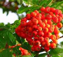Red Rowanberry: beneficiază și dăunează sănătății noastre