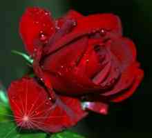 Trandafirul rosu este un simbol floristic al Angliei