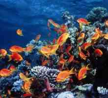 Marea Roșie (Egipt) - un ecosistem unic