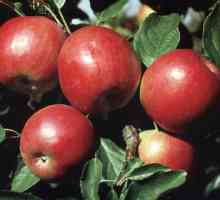 Roșu devreme - măr pentru grădinile sudice