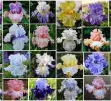 Irisuri roșii: nume de soiuri, fotografii, particularități ale cultivării