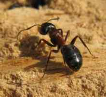 Roșii furnici: cum să învingă dăunători?