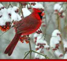 Cardinalul roșu - o pasăre mică cu un penaj strălucitor și o voce minunată