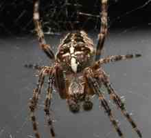 Spider comun (păianjen): descriere, habitat