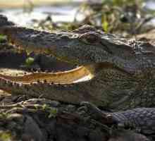 Crocodil mlaștină: descriere, dimensiuni, stil de viață, habitat