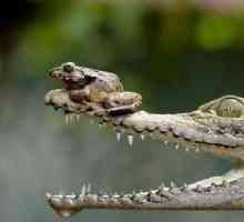 Este crocodilul o reptilă sau un amfibiu? Asemănări și diferențe