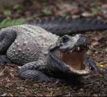 Crocodile blunt: fotografie, descriere, nutriție