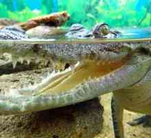 Crocodilariul din Yalta este o lume uimitoare de reptile. Recenzii și fotografii ale turiștilor