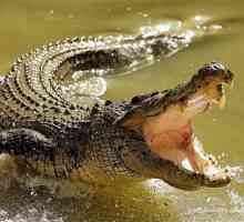 Ferma de crocodili (Ekaterinburg): spectacol cu ​​crocodili din Nil