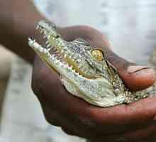 Ferma de crocodili din Anapa - divertisment exotic